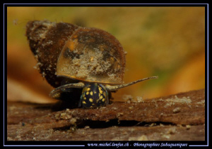 Face to face with this little Freshwater snail (Bithynia ... by Michel Lonfat 